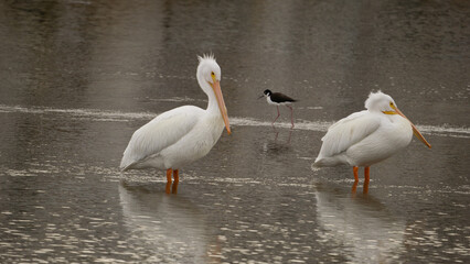 two pelicans on the beach