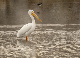 pelican on the water