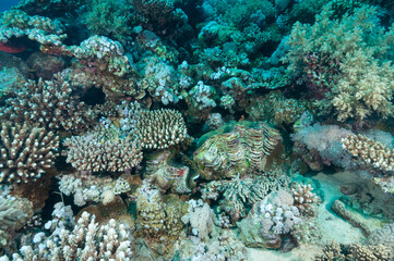 Barriera corallina con coralli e tridacne