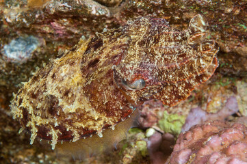 Seppia mimetizzata con la barriera corallina