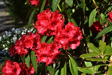 Red Rhododendron flowers, in the garden.