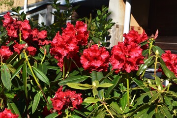 Red Rhododendron flowers, in the garden.