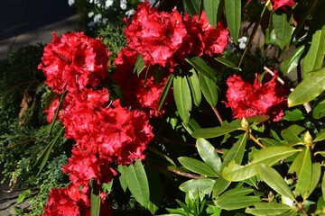 Red Rhododendron flowers, in the garden.