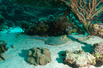 Trigone a macchie blu, Taeniura lymma, tra sabbia e barriera corallina