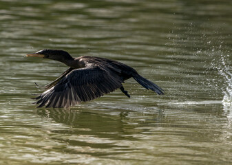 Cormorants
