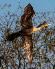 Cormorants