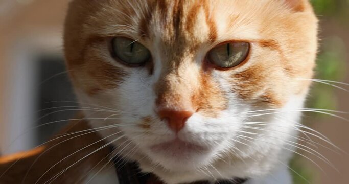 Slow motion of close up portrait of beautiful red white cat in sunny light breeze spring day