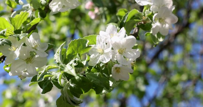 Spring background art with white apple blossom on blue sky background. Slow motion video. Beautiful nature scene with blooming tree and sun flare