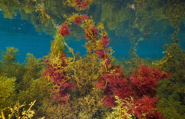 Naklejka na ściany i meble Brown and red marine algae underwater in the ocean (mostly Japanese wireweed and harpoon weed), eastern Atlantic seaweeds, Spain