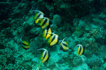 Fototapeta na wymiar pesce angelo, Heniochus intermedius, sulla barriera corallina 