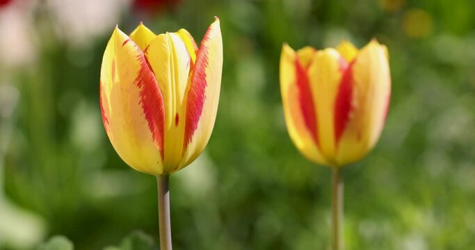 Beautiful view of yellow red tulips under sunlight landscape at the middle of spring or summer. Slow motion video. Flower tulips background.