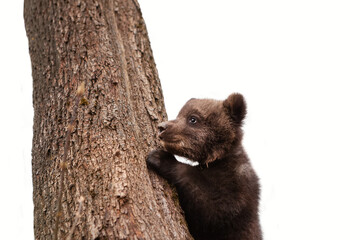 Portrait of a little bear cub climbing a tree. Wildlife protection concept, Isolation on white. © наталья саксонова