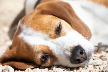 close up of beagle dog