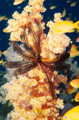 Crinoide nero su un corallo molle del genere Dendronephthya © Massimo
