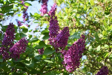 Branches with Lilac flowers and green leaves, against blue sky.