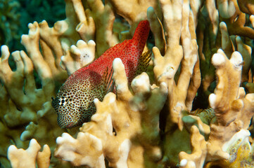Maschio di bavosa leopardo, Exallias Brevis, tra i rami del corallo di fuoco, Millepora dichotoma © Massimo