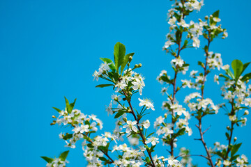 A sprig of cherry blossoms with white blooming flowers and a yellow core against a blue sky and other branches