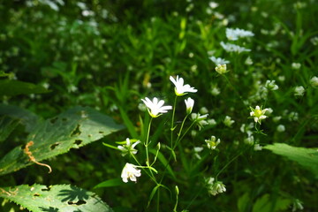 Starflower Stellaria is a genus of flowering plants in the Carnation family. Wood louse plant....