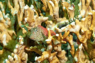 Maschio di bavosa leopardo, Exallias Brevis, tra i rami del corallo di fuoco, Millepora dichotoma