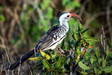 Red-billed Toko bird sits on a branch of a bush in Tsavo National Park. Kenya