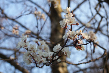 close up of white cherry blossom flowers with blurred bright branches and blue sky spring nature background