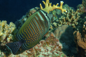 Fototapeta na wymiar Pesce chirurgo, Zebrasoma desjardinii, tra la barriera corallina