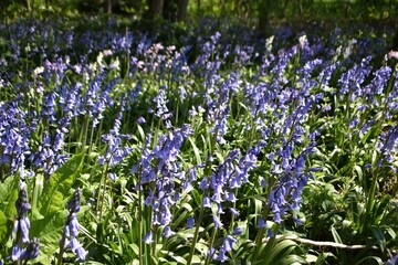 Flowers of Hyacinthoides × massartiana, in the garden.