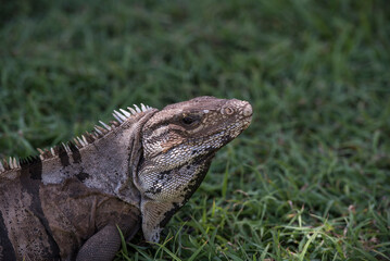  Black Spiny Tailed Iguanas (Ctenosaura similis) 