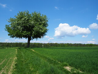 Samotne drzewo, w tle las, błękitne niebo, białe chmury, zielona trawa / A lonely tree, forest in the background, blue sky, white clouds, green grass