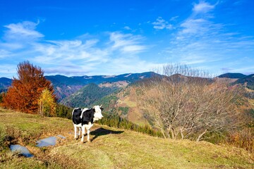 tree on hillside on autumn mountains. beautiful bright landscape with hazy mountain ridge in a...