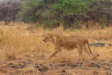 Lioness (Panthera leo) walking in Tarangire national park, Tanzania