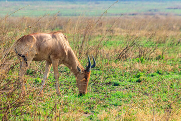 Coke's hartebeest (Alcelaphus buselaphus cokii) or kongoni in Serengeti national park in Tanzania, Africa