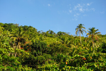 Fototapeta na wymiar lush green tropical rainforest in Brazil, blue sky on background