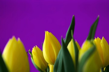 Bukiet pięknych żółtych kwiatów na fioletowym tle - obrazy, fototapety, plakaty
