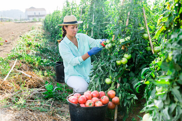 Asian woman harvesting tomatoes in vegetable garden. She's filling buckets with them.