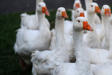 Obraz premium Daily life. France.