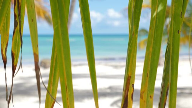 Juanillo beach through palm tree leaf. Looking on white sand and turquoise caribbean sea. Cap Cana is a tourist area in Dominican Republic