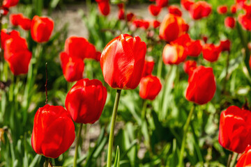 Blooming red tulips in the garden. Spring seasonal of growing plants. Gardening concept background