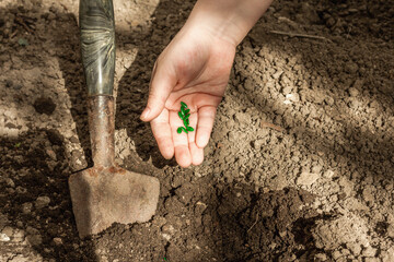 Gardening conceptual background. Children's hand planting cucumber seeds into the soil. Spring season