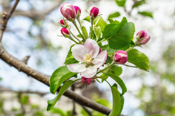 Blooming apple tree in the garden. Spring seasonal of growing plants. Gardening concept