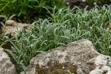 Climbing plant Cerastium tomentosum on the stones. Decorative gardening for the Alpine hill