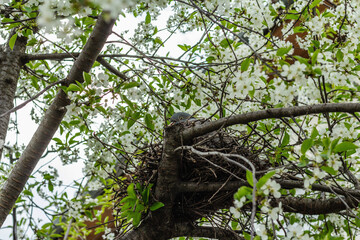 The dove bird sits in the nest and hatches the chicks. Blooming cherry, gardening concept