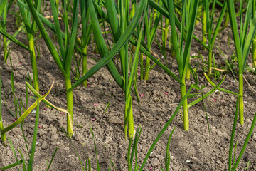 Growing young garlic, bright green leaves. Spring seasonal of growing plants. Gardening background