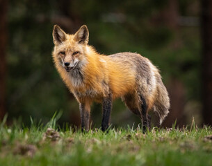 Naklejka na ściany i meble Red fox (Vulpes vulpes) adult standing in forest Colorado, USA