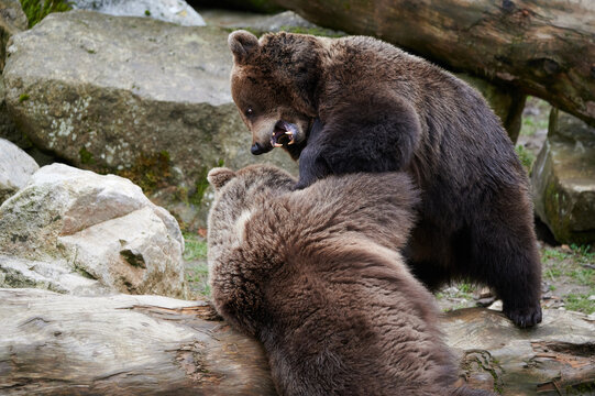 Brown bears fighting in nature