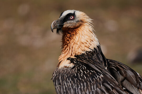 Aggressive bearded vulture in nature