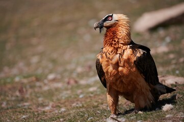 Aggressive bearded vulture in nature