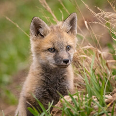 Red fox (Vulpes vulpes) kit close up at den opening Colorado, USA 