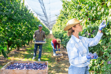 Portrait of woman professional gardener during harvesting of plums at farm plantation