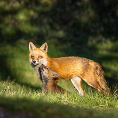Naklejka na ściany i meble Red fox (Vulpes vulpes) adult with kit in warm evening sunlight Colorado, USA